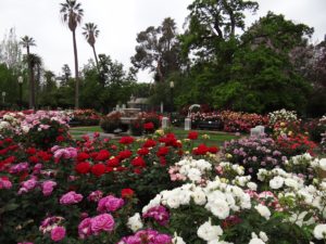 Court yard at state capitol covered in blooming roses