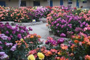 roses at southport school